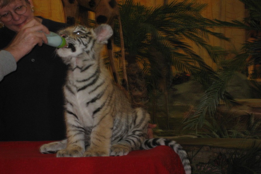 ../image/baby tiger at kalahari resort 5.jpg